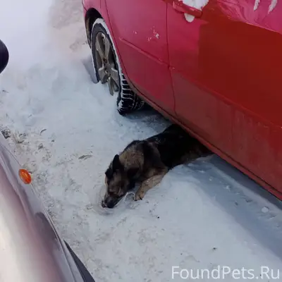 Потерялась собака, с ошейником...