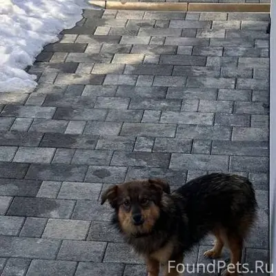 Пропал пес по кличке «Бублик» ...