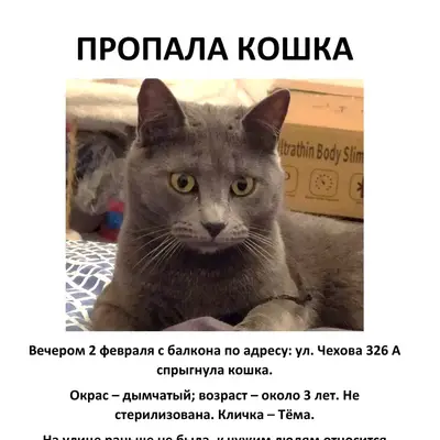 Пропала кошка. Цвет дымчатый. ...