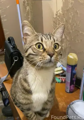 ❗️НАШЕЛСЯ КОТ❗️ В 1 подъезде д...