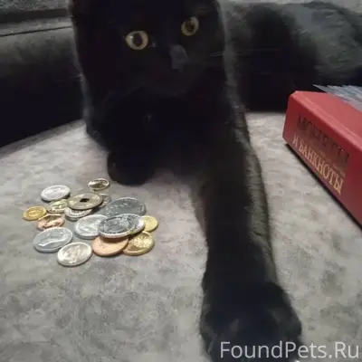 Не теряем надежды найти любимц...