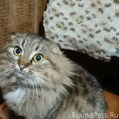 Добрый день !найдена кошка ,на...