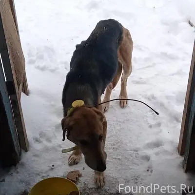 К человеку прибежала собака. С...