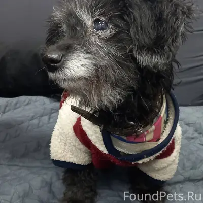 🆘🆘🆘🆘🆘🆘🆘🆘🆘🆘 Найдена собака. Арх...