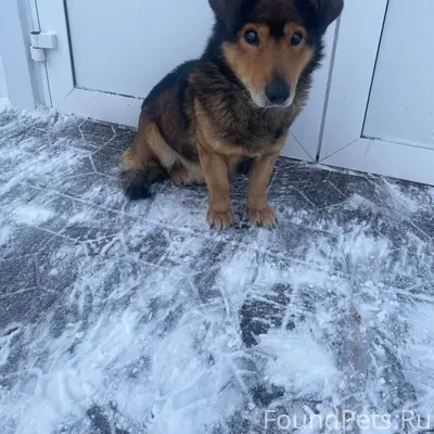 Слепого песика вечером увезла ...