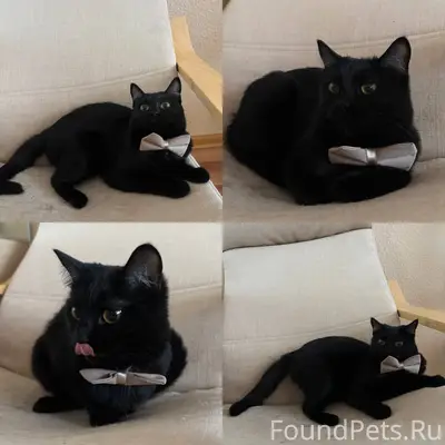 Найдена черная кошечка! Взяли ...