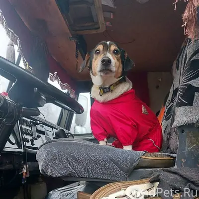 Пропала собака Джек рассел по ...