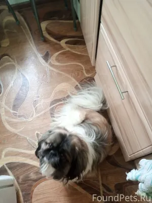 Потерялся пес в районе Комсомо...