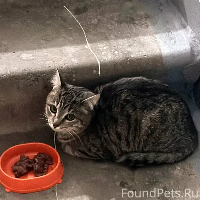 ❗Найден котёнок. Сегодня вечер...