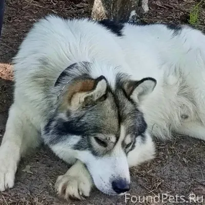 #Калужская_область #Ферзиково ...