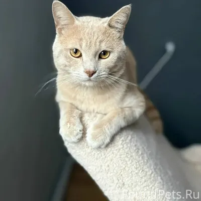 Георгиевск. Пропал кот по имен...