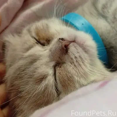 Пропала кошка ,она без ошейник...