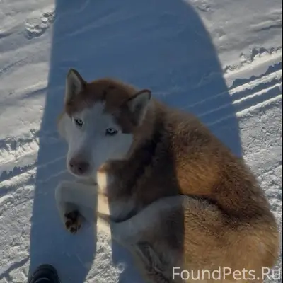 По деревне Заречье бегает Хаск...