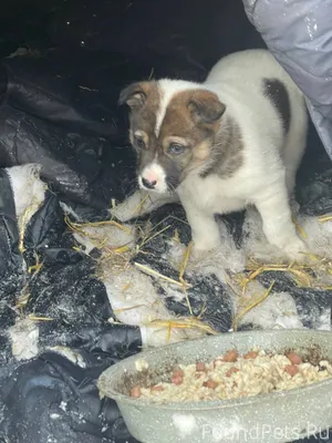 Их было четверо. Четыре малень...