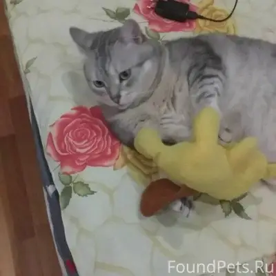 Добрый вечер, у знакомых пропа...