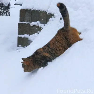 Пропала кошка.Зимогорье в райо...