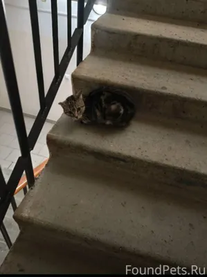 Может чья-то потеряшка?! В Сов...