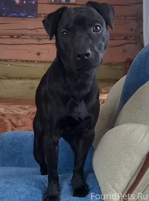 ❗️Потерялся пес❗️ Кобель, моло...