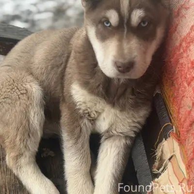 Пропал щенок, выбежал на улицу...