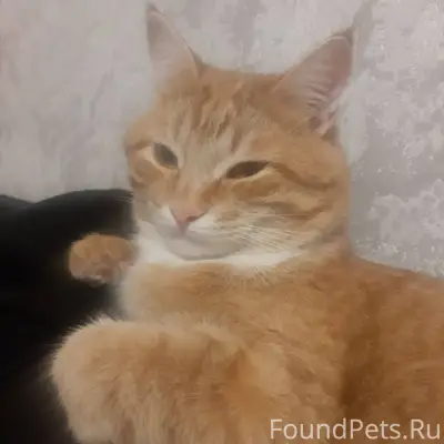 Убежал кот домашний 9.02.2026....