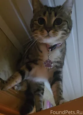 Пропала кошка! 