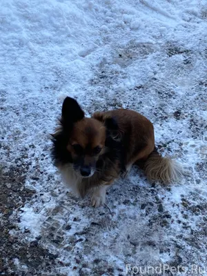 Нашли собаку в микр. Прибрежно...