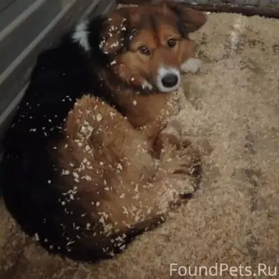 Собака в отлове. Она прибилась...