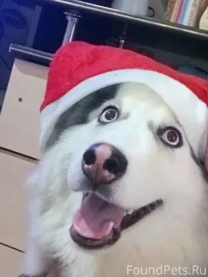 Потерялась собака, хаски, убеж...