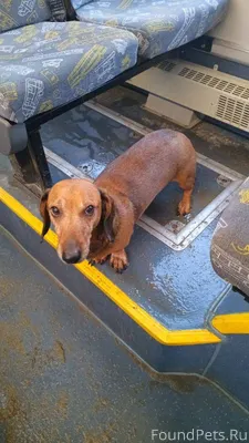 Потерялась собака в автобусе (...