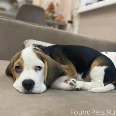 Сегодня (09 февраля) потерялся...