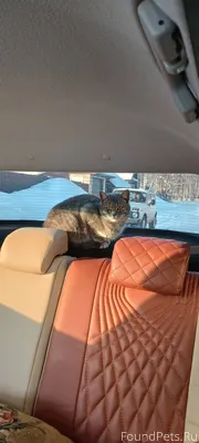 Пропала кошка в районе музыкал...