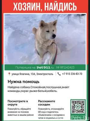 Срочно! Ищем хозяев! МО, Элект...