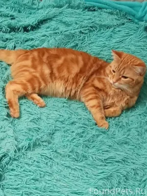 Пропал кот, в районе црб. Если...