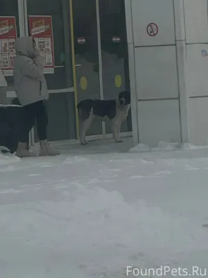 Может кто потерял собаку, видн...