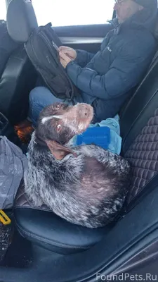 Санкт-Петербург. Тосненский ра...