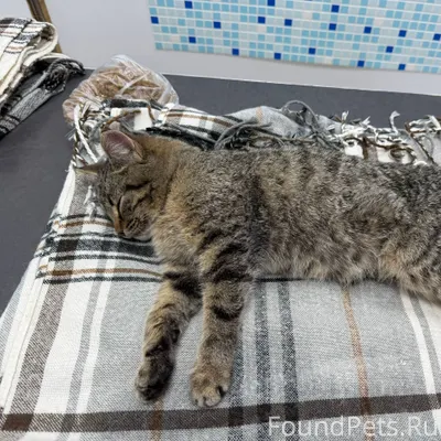 Сегодня утром, в Белом городе,...