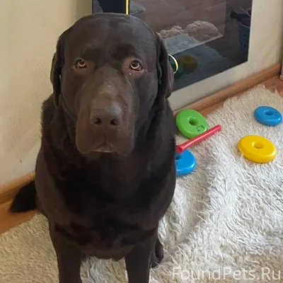 Пропала собака, порода лабрадо...