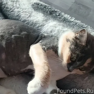 Срочно ❗❗ Пропала кошка, очень...