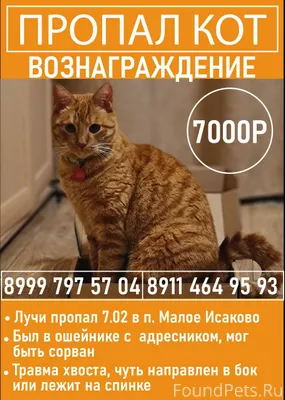 Пропал наш любимый кот. Возмож...