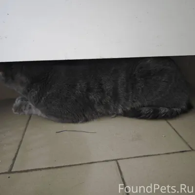 Пристроим в добрые руки! Котее...