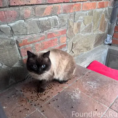Найден очень ласковый кот. На ...