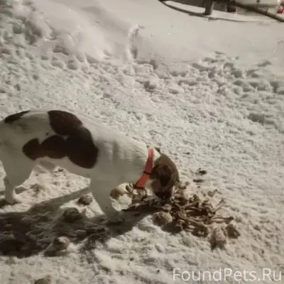 На улице березовая бегает щено...