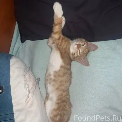 Найден на улице милый и ласков...