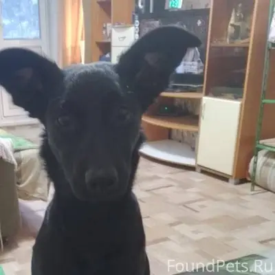 Прошу помощи!!! Вчера убежала ...