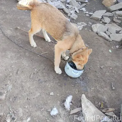 Пропала собака, если кто-то ви...