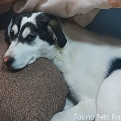 СРОЧНО! ПРОПАЛ ЩЕНОК 1 ГОД 3.....