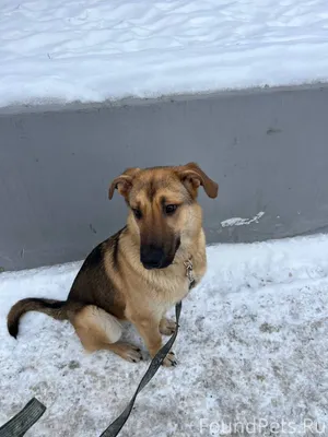 В районе Высотной найдена соба...