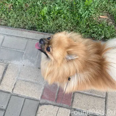 Пропала собака шпиц Боня п Сев...