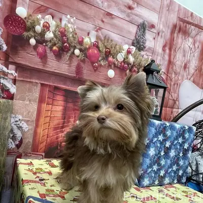 Майкоп! Потерялся щенок йоркши...