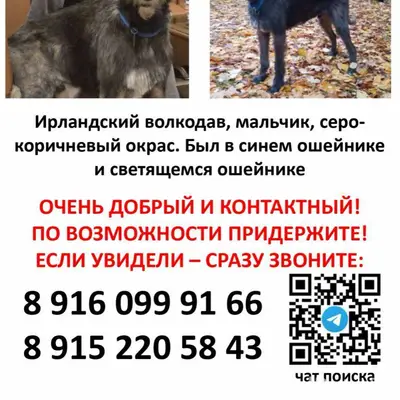 Пропала черная огромная собака Ирландский волкодав
